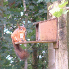 Red squirrel feeding
